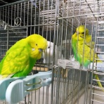 PBFDそらちゃんと☆あむしろインコ日記☆