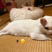 ＊実家の片付け38 トレーを作る②完成