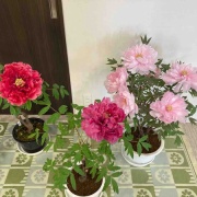 �������θ����衡���������߲�ð