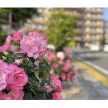 『薔薇の樹苑の季節がやって来ました🎵//薔薇の樹苑デイサービス』の画像