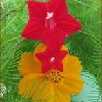 ときめき老テニス