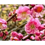 『春が来たよと歌います〜♪//薔薇の樹苑デイサービス』の画像