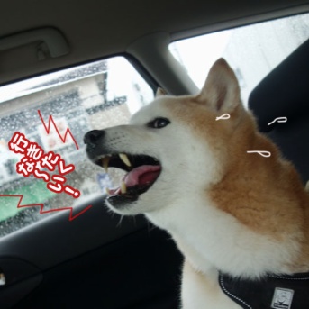 シニア犬、絶叫しながらのサロン行き…