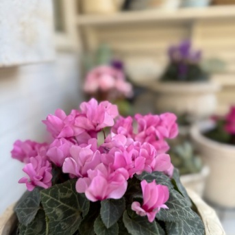 ＊シクラメンの水やり加減『乾いたらたっぷりと』をしないことにした