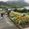 自治会花壇の世話 9月27日 一部の花を抜きました