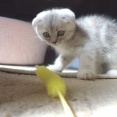 猫たちにかわいがられたモモの命日です