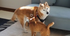 猫にすりすりされている時、こっちを見る犬