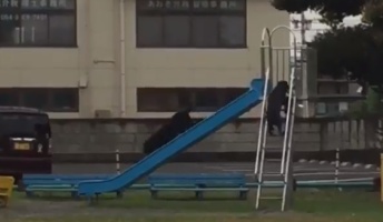 『ガチで犬が滑り台で遊んでたw』夢中になって滑ってる姿が可愛いと話題に!(動画あり)