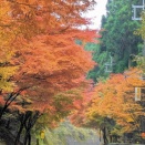 2025 洞川周辺の紅葉