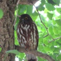 蔵出し画像2026鑁阿寺のアオバズク5🦉📸（足利市）