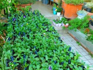 日当たりの良い場所に