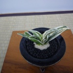 万年青　神奈川県支部の有志