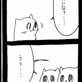 ドワーフキャットタオルちゃん43