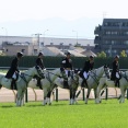 誘導馬ちゃんだョ！全員集合！（26/05/31・第93回 東京優駿・東京競馬場）