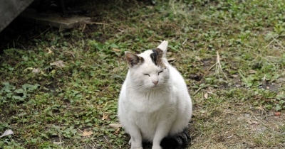 やさしいねこ　１２
