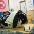 11月12日のグルーミングフォト