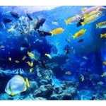 深海とか水族館に恐怖心あるやつwww 	