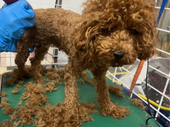 一般放棄のプードルちゃん、脚の手術が終わりました。