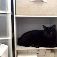 入りたがる猫たち