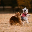 イヌとイヌ（加光）