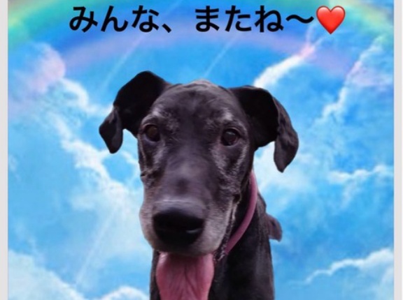 軽井沢からお空へ🌈🌈グレートデンのミシェル