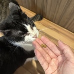 ねころぐ ～にゃんだかんだ幸せ猫多頭飼いの日々～