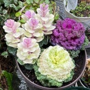 葉牡丹、クリロー、すいせん、ヒヤシンス