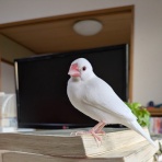 白文鳥のぴーちゃんの記録