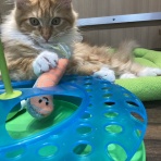 ペットショップワンラブ フレスポ御所野店のスタッフブログ