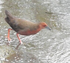 2026年8月23日の野鳥公園