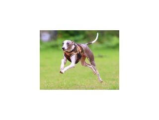 9-26-1　粂田　ヴィータくん　2歳　南あわじドッグラン・飛行犬撮影所にて