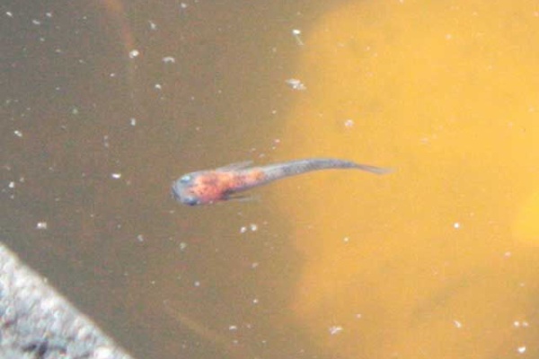 香桜めだか 17年01月 香桜めだか 17年01月