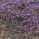 IPS細胞実用化に向けて