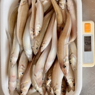 酷暑の釣り