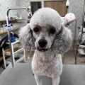 トリミングのお客様✂️