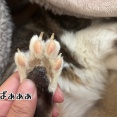 肉球LOVE❤️