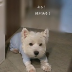 たかシェフのおうちごはん。と、白い犬。と、チワワ。