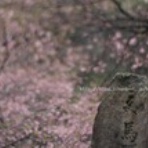 気ままなカメラアイ。