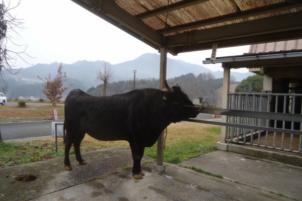 岩手県 スーパー種雄牛 造成へのチャレンジ 農家の優秀雌牛借上げ採卵の取り組み