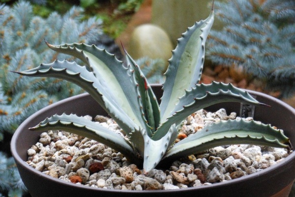 アガベ プロトアメリカーナ レモンライム No.1 多肉植物