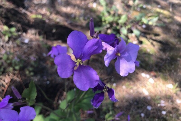 昨日 今日 そして未来へ ムラサキハナナ