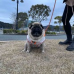 パグ・金太郎ブログ♪