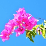 マイクロバブル博士の「マイクロバブル旅日記」