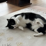 アンキャットホテルのblog