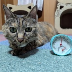 ねことアパートと1人暮らし～とらやんとおらと～