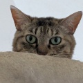 キャットタワーの一番上で　せいちゃん