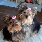 ぷりんといっしょ、まりんもいっしょ