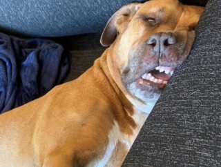 【画像】山本由伸の愛犬「カルロス」の寝顔wwwwwwww