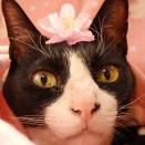 のらみゃん雨上がり毛繕い