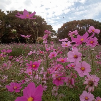 ただの日記　　昭和記念公園のコスモス